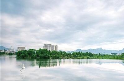 图为美丽的金狮湖畔一只白鹭飞落。 吴拥军摄